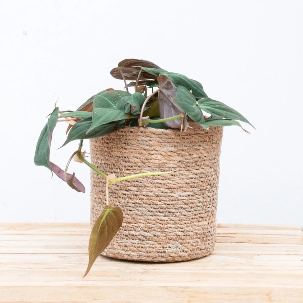 Philodendron Scandens 'Micans' - 20cm