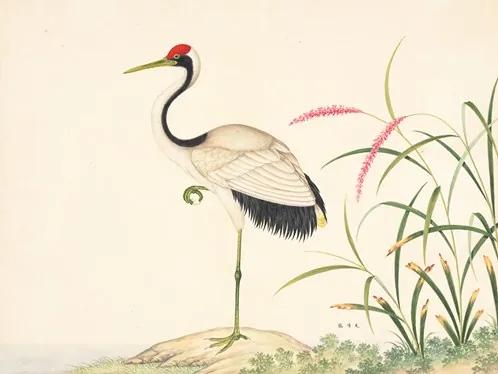 Red Crowned Crane . John Reeves