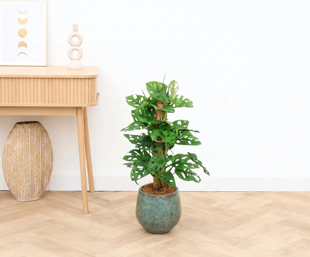 Monstera monkey leaf mosstok - 70 cm