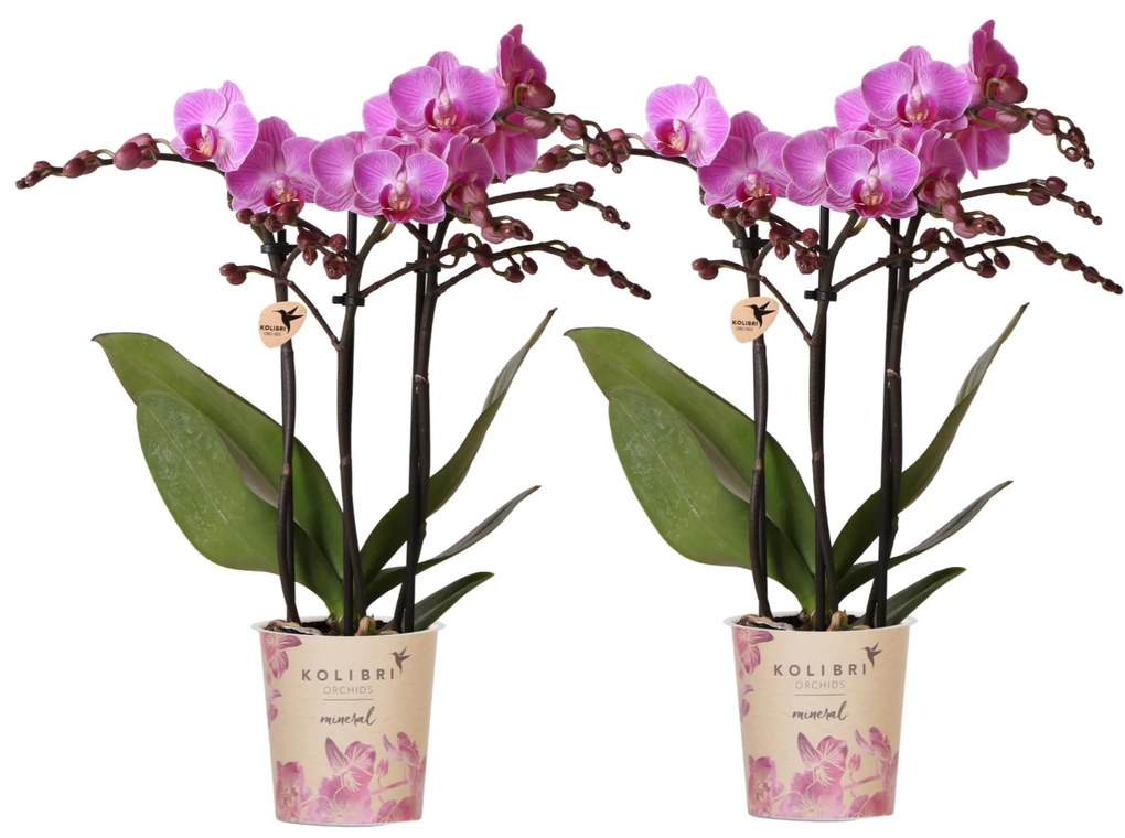 Kolibri Orchids | COMBI DEAL van 2 Phalaenopsis orchideeën - Vienna - potmaat Ø9cm | bloeiende kamerplant - vers van de kweker