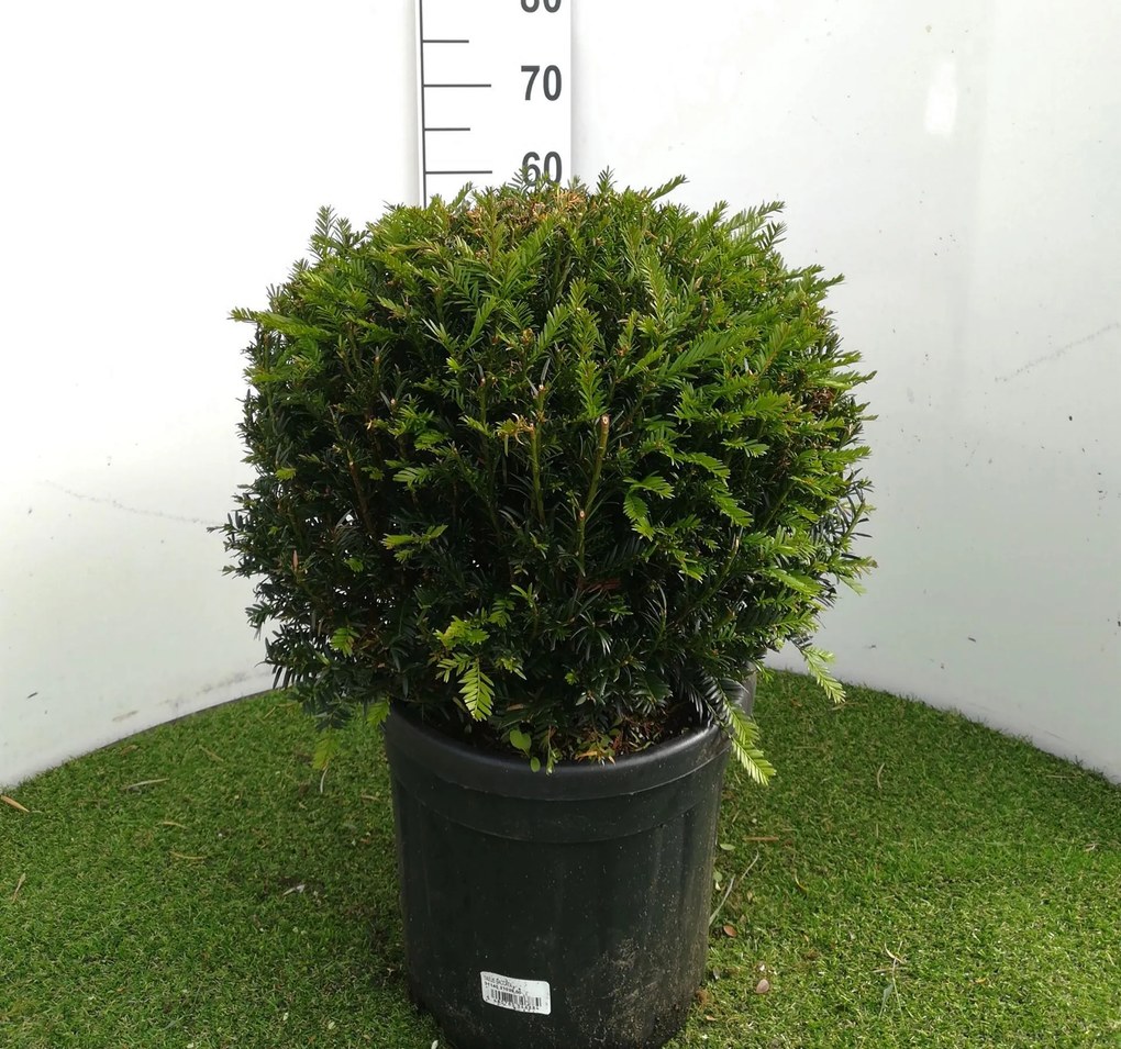 Taxus baccata - pot - bolvorm diameter 40+ cm