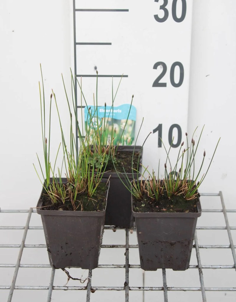 Eleocharis palustris - pot 9x9 cm -