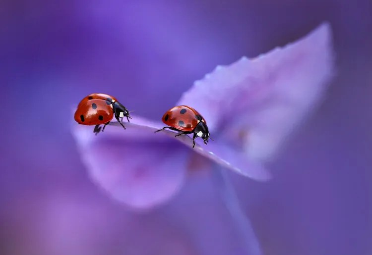 Foto Ladybirds on Hydrangea, Ellen van Deelen