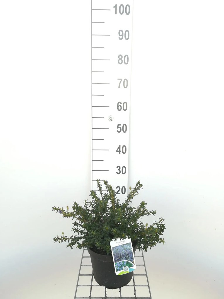 Ceanothus 'Blue Mound' - pot - 25-30 cm