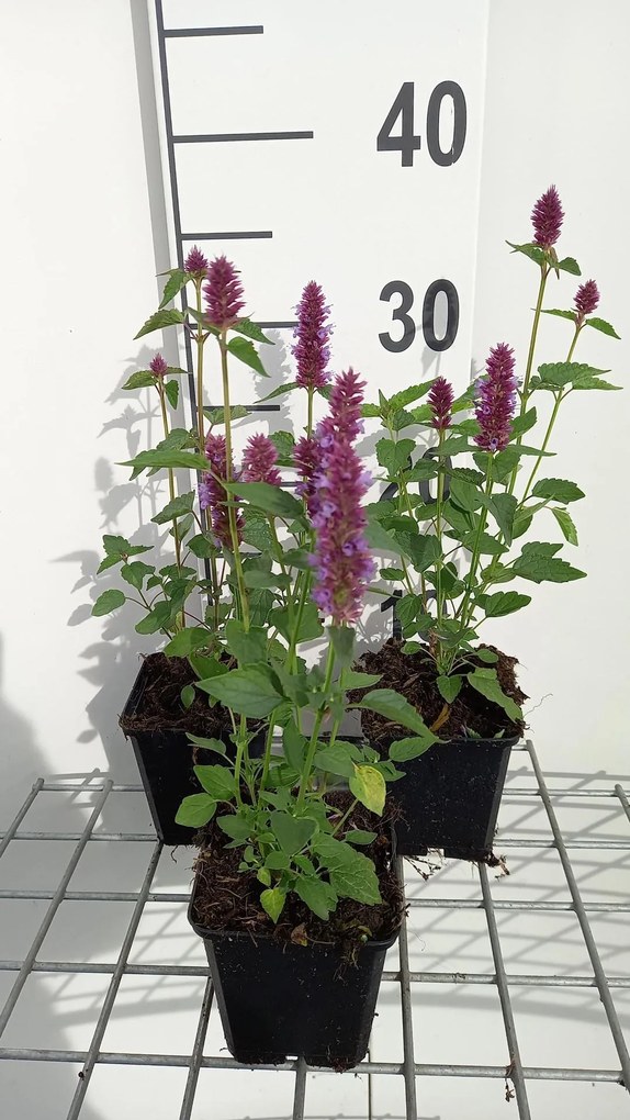 Agastache 'AGAPD' (Beelicious Purple) - pot 9x9 cm -
