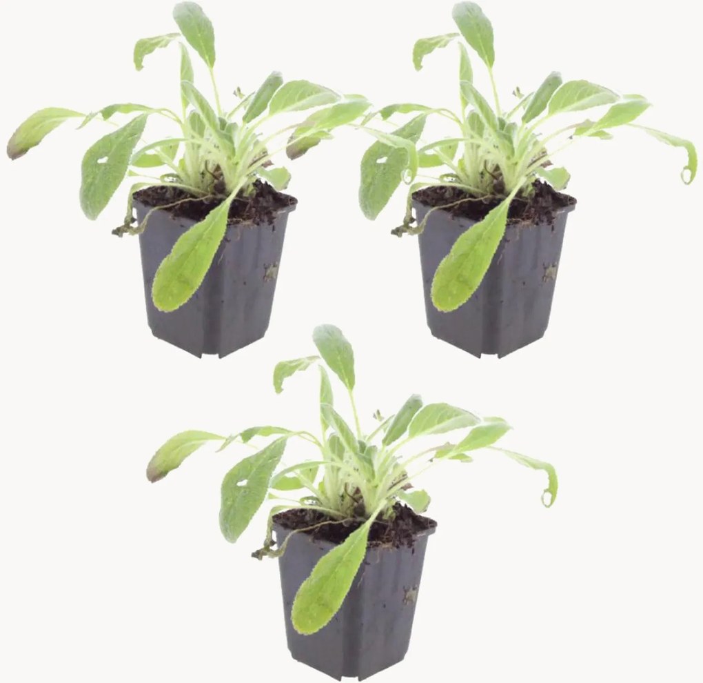 Planten Lamb's Ear Stachys byzantina, 3-delig
