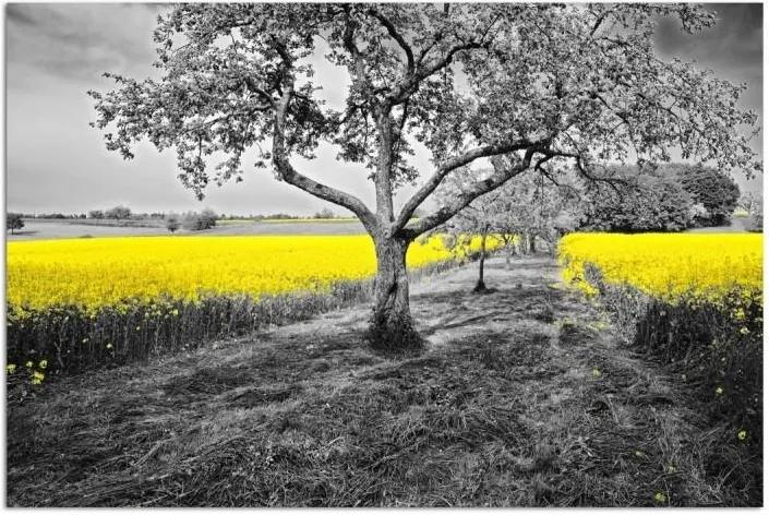 Schilderij - Rij bomen in geel veld, 1 deel