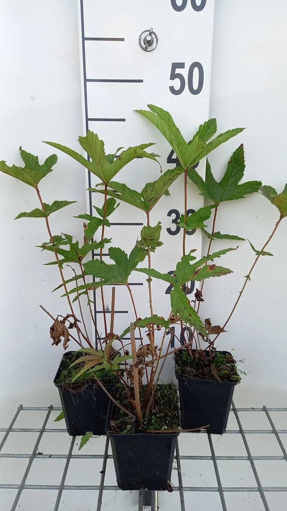 Filipendula rubra 'Venusta' - pot 9x9 cm