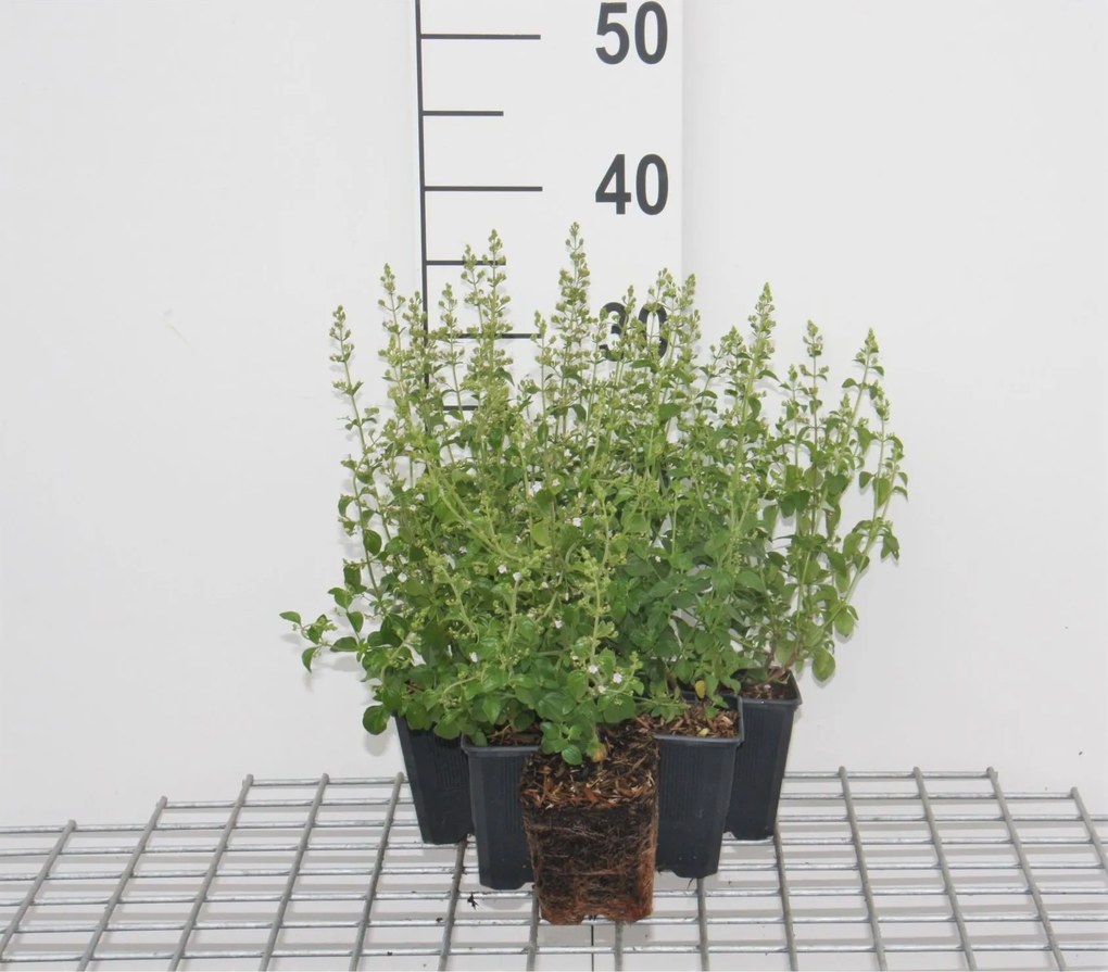 Calamintha nepeta - pot 9x9 cm -