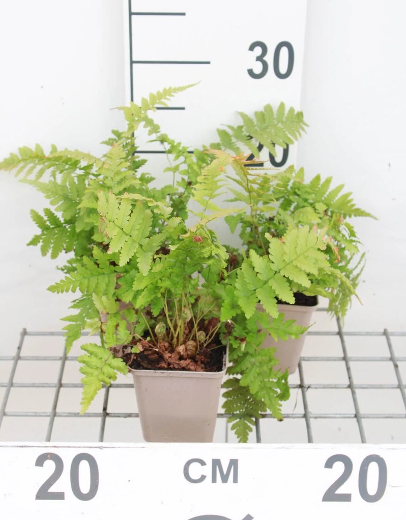Dryopteris filix-mas - pot 9x9 cm -