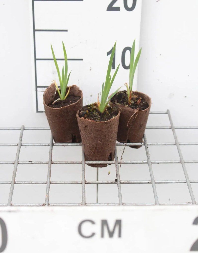 Iris pseudacorus - biopot diameter 7 cm