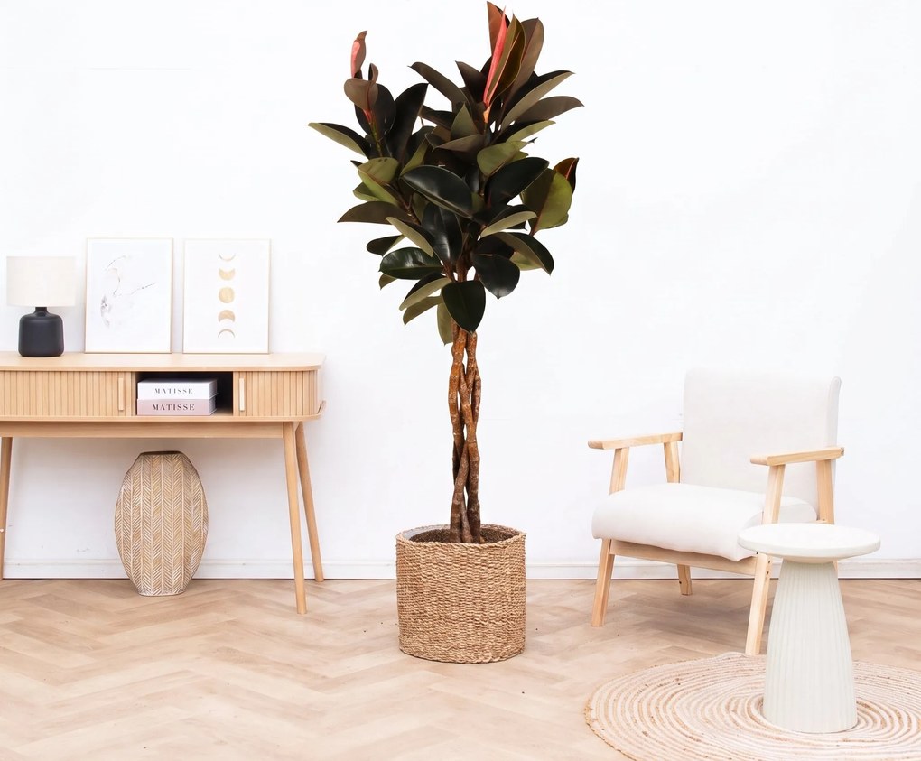 Ficus Elastica Burgundy gevlochten stam – 130cm