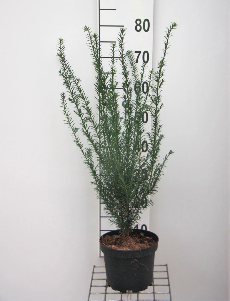 Taxus baccata - pot - 50-60 cm - struik -