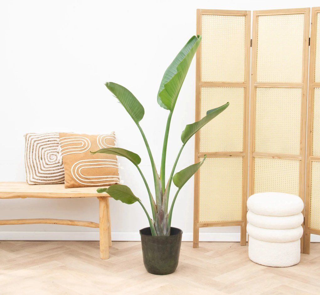Strelitzia Augusta - 160cm