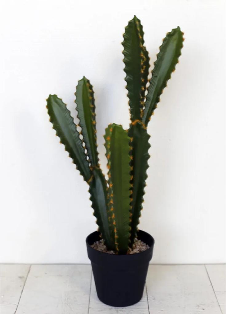 Cactus Rachmaninov met pot