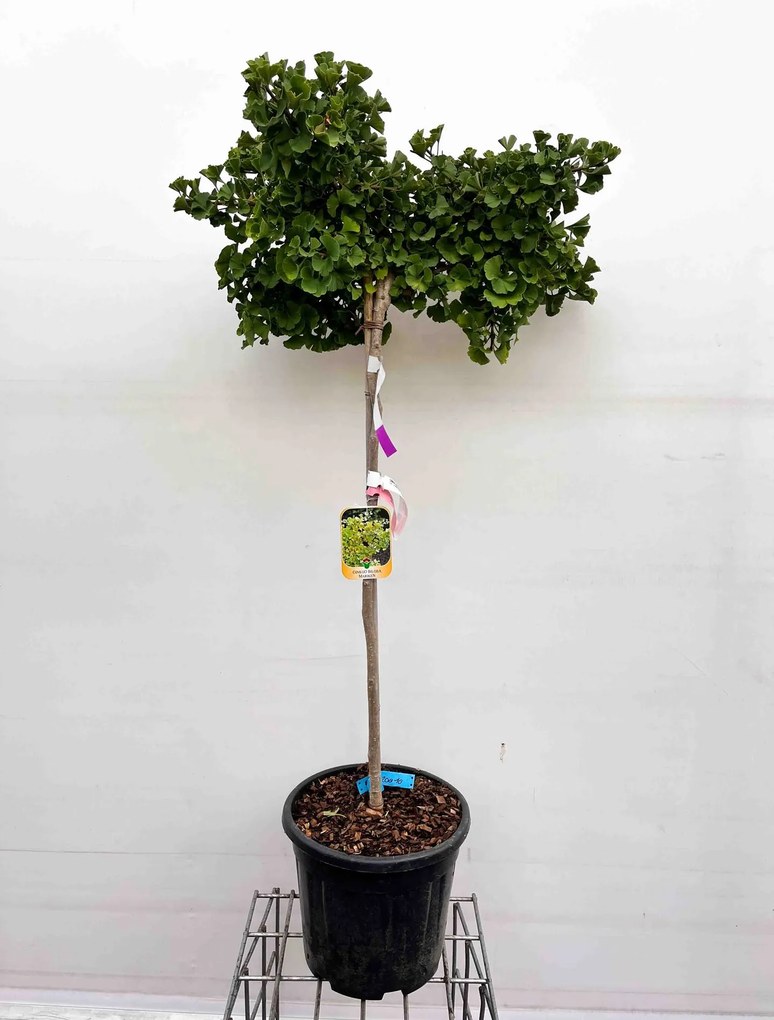Ginkgo biloba 'Mariken' - pot 18L - halfstam boom