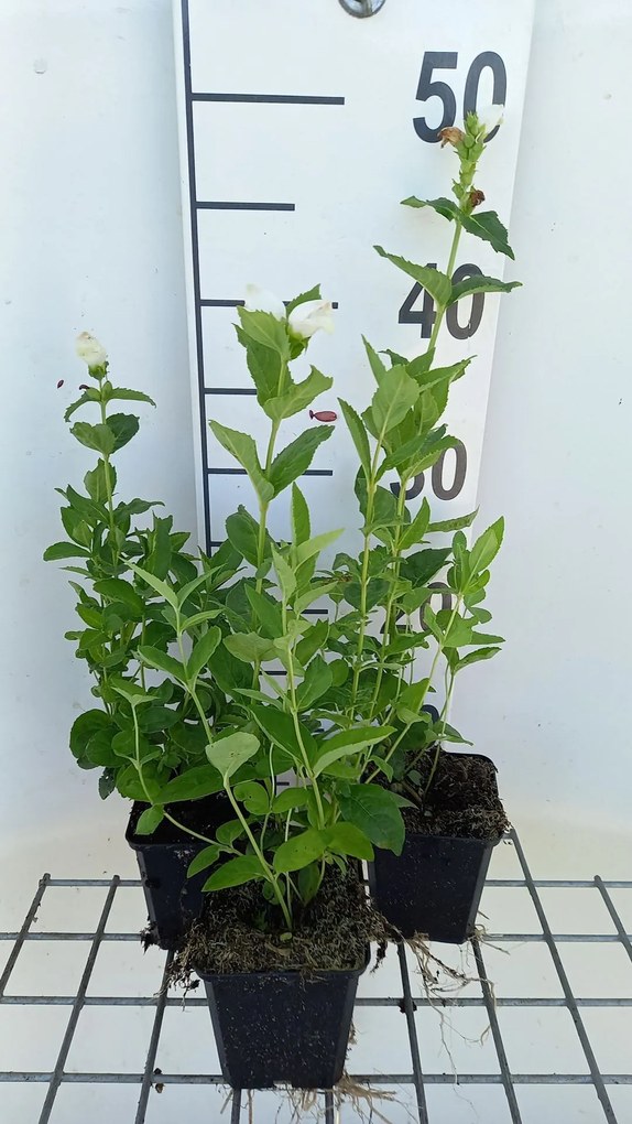 Chelone obliqua 'Alba' - pot 9x9 cm
