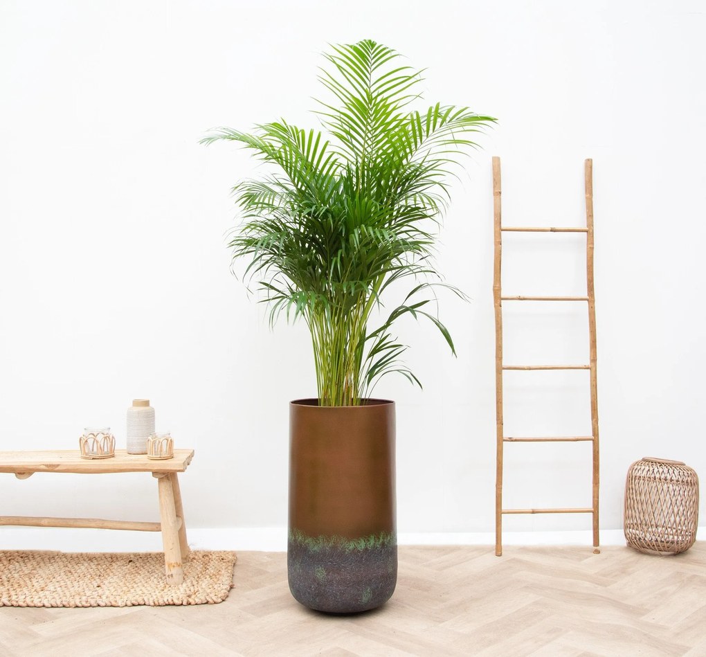 Combi deal -Dypsis Lutescens (Areca palm)  inclusief vaas Elisa Mystic - 190cm
