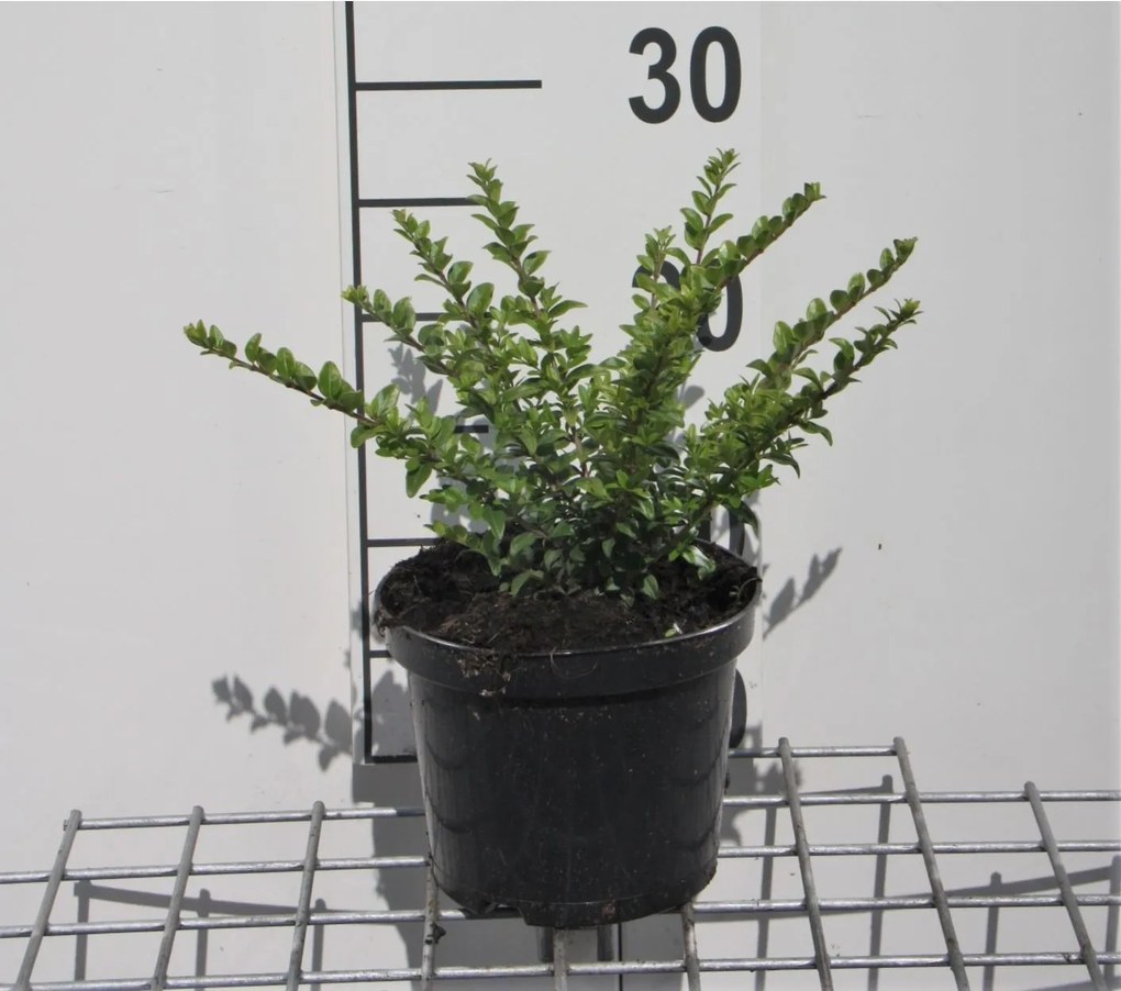 Lonicera nitida 'Maigrün' - pot 1,3L - 25-30 cm -