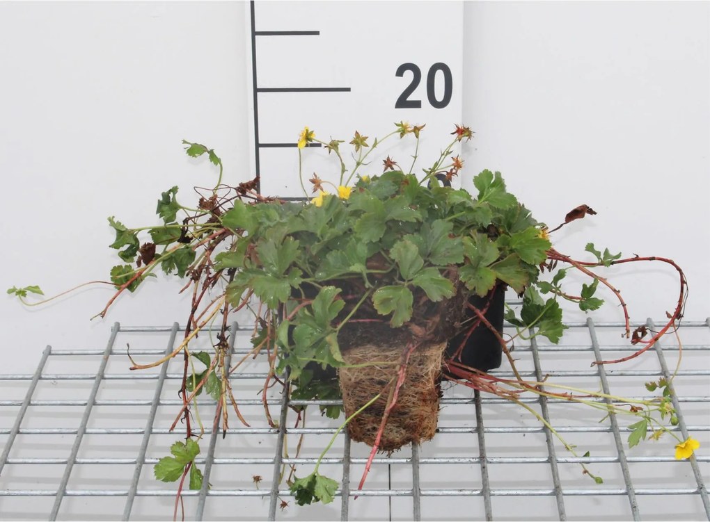Waldsteinia ternata - pot 9x9 cm