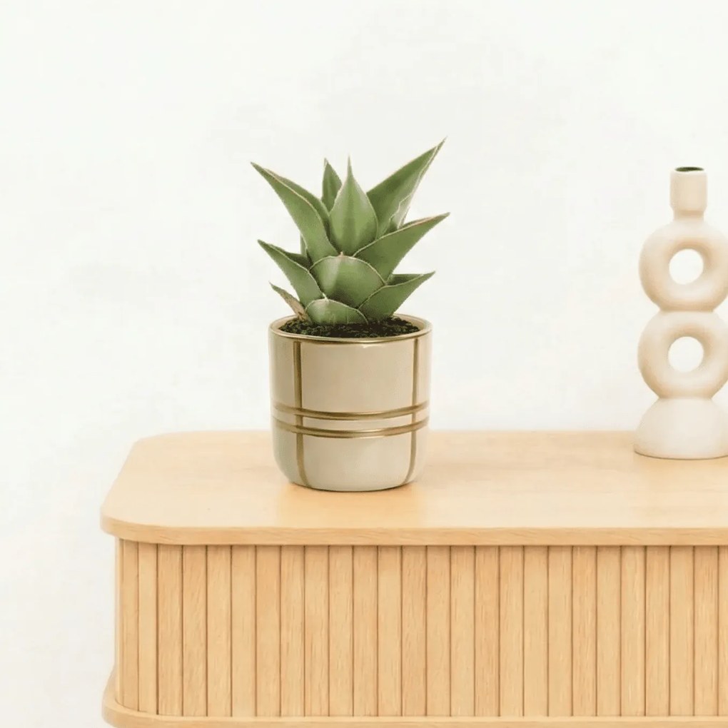 Bambino Sansevieria Samurai - 15cm