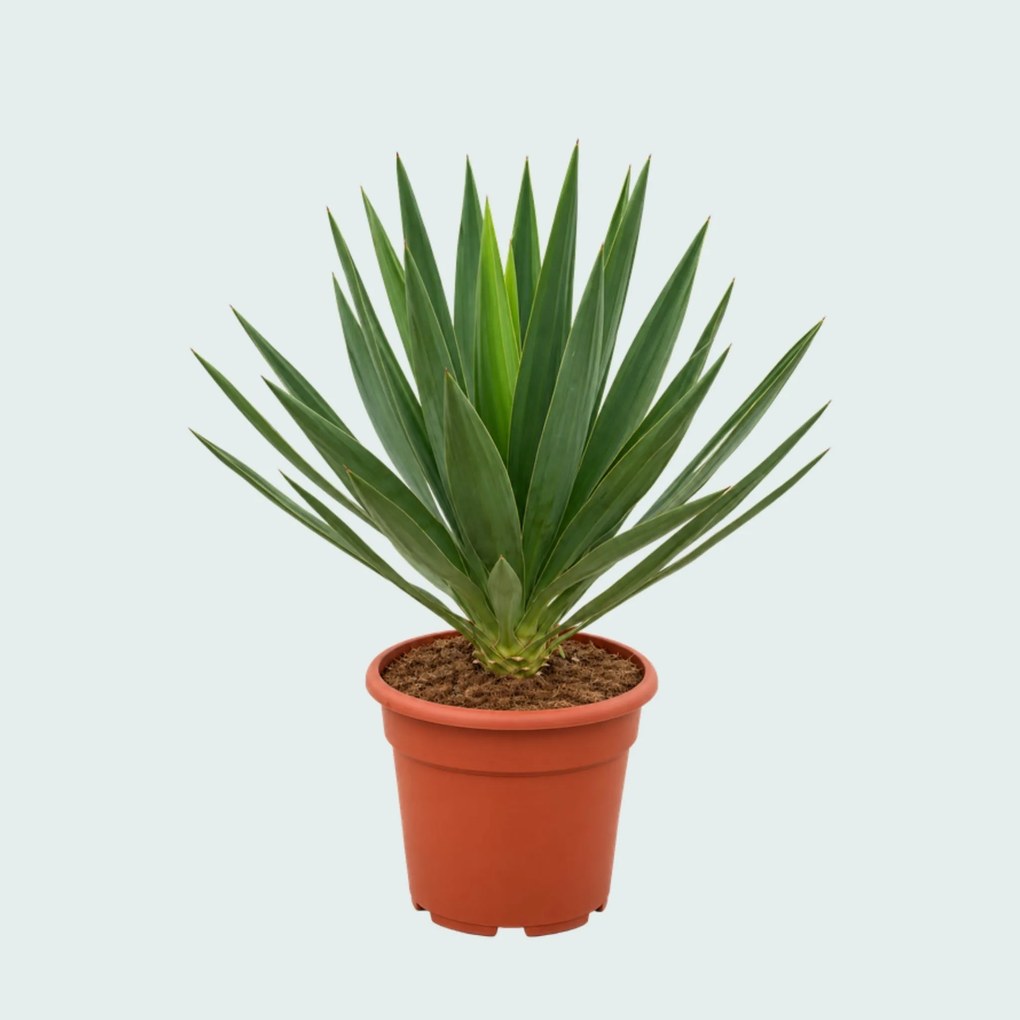 Yucca Gloriosa 'Lone Star' - 70 cm