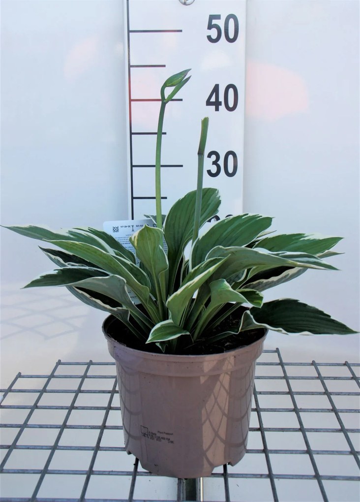 Hosta'Francee'- pot 3L