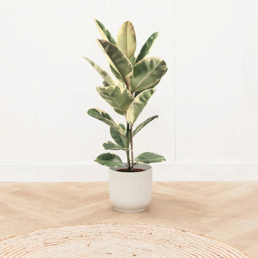 Ficus Tineke  struik - 90 cm