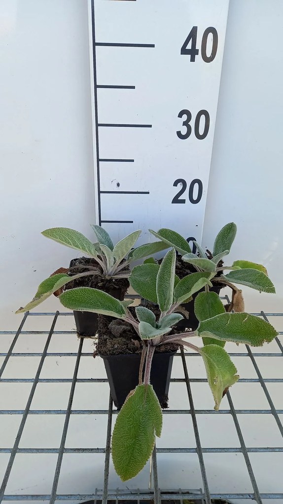 Stachys byzantina 'Big Ears' - pot 9x9 cm