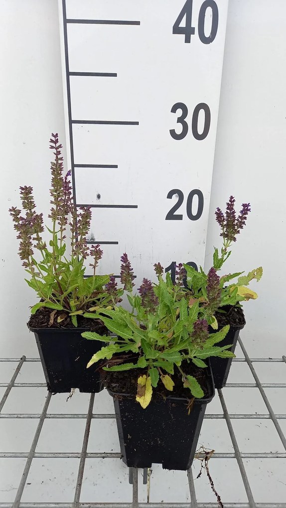 Salvia nemorosa 'Haeumanarc' (Marcus) - pot 9x9 cm