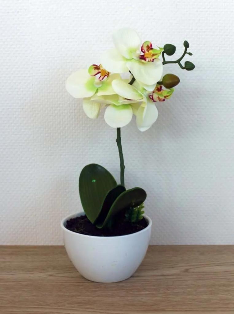 Orchidee in schaal groen klein