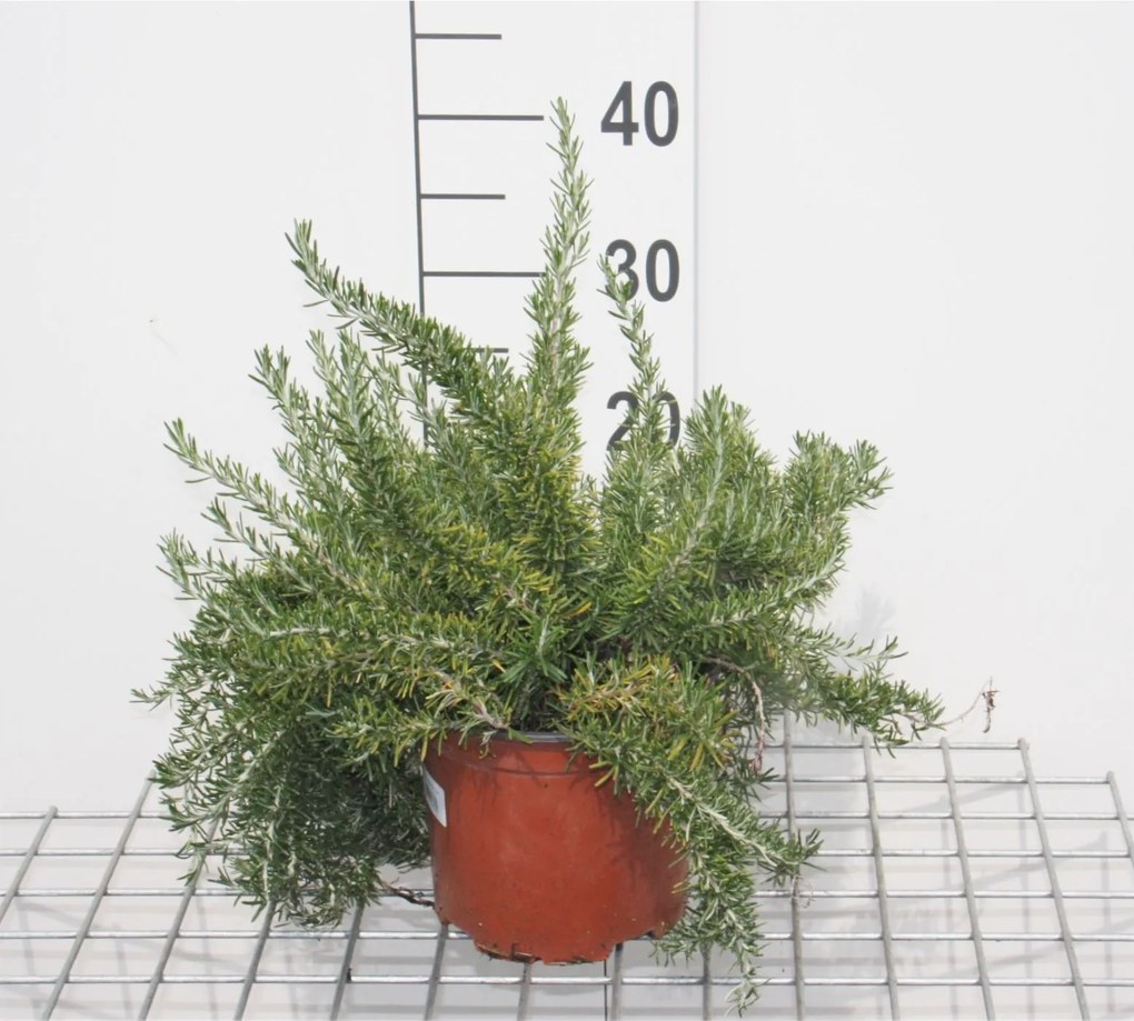 Rosmarinus officinalis'Prostratus'- pot - 20-30 cm (Kruiprozemarijn) - Kruiprozemarijn