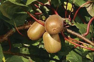 Actinidia deliciosa 'Jenny' - pot - 50-60 cm -