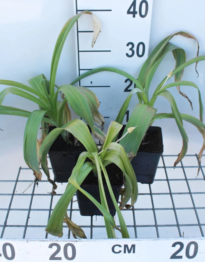 Allium giganteum - pot 1L