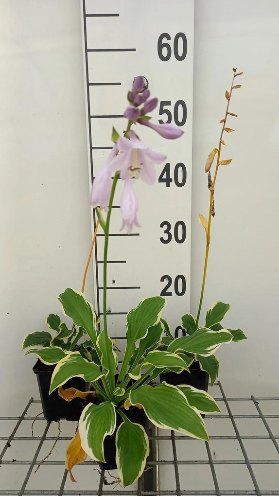 Hosta 'Golden Tiara' - pot 9x9 cm