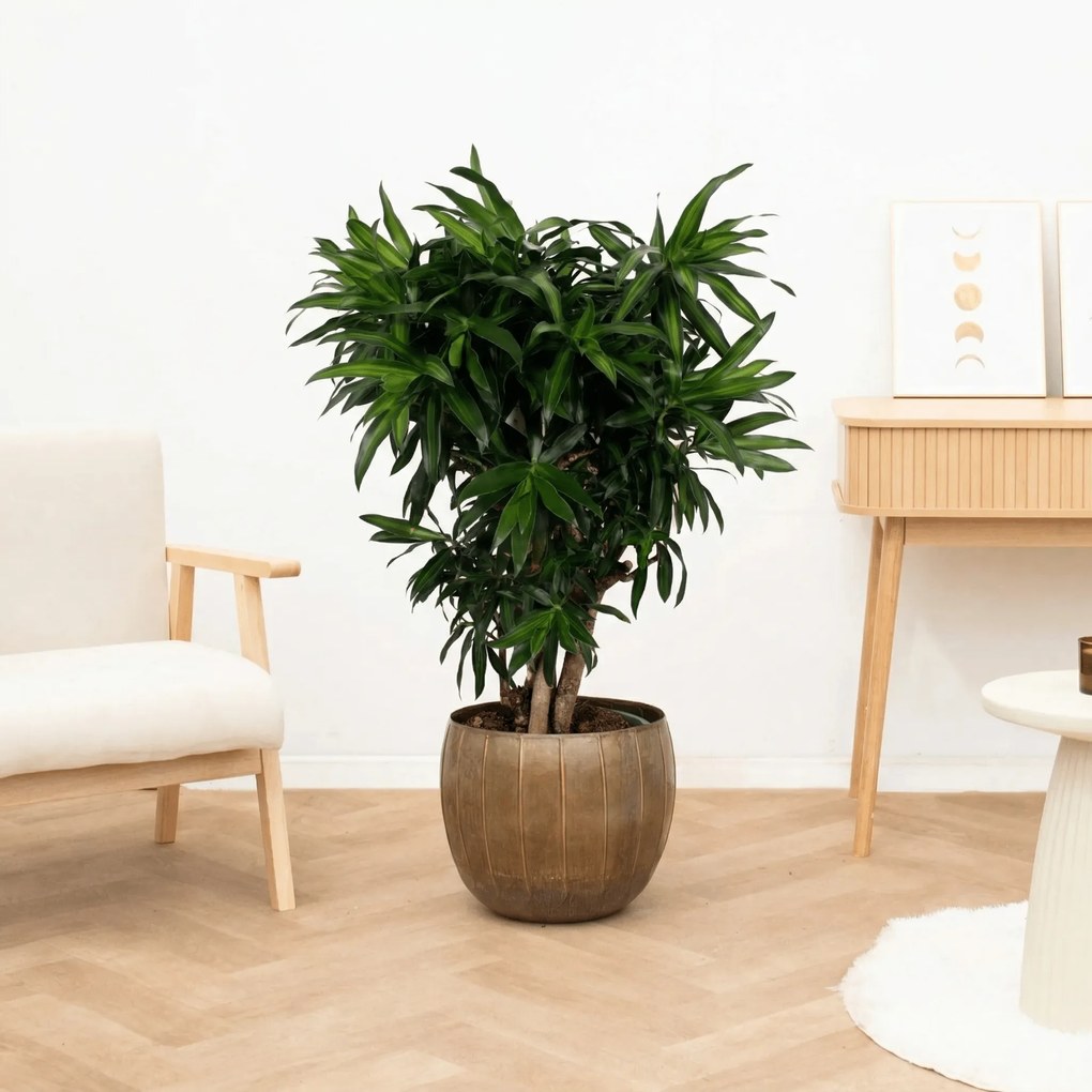 Dracaena Song of Jamaica vertakt - 180cm