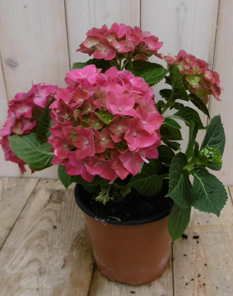 Hortensia Roze 30 - 40 cm 4 tot 6 bloemen