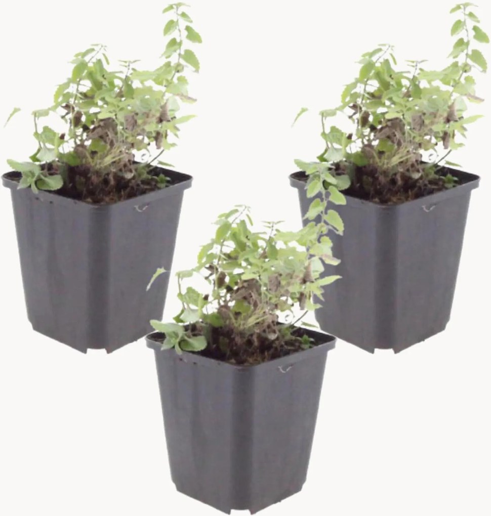 Planten Kattenkruid Nepeta Faassenii Grol, 3-delig