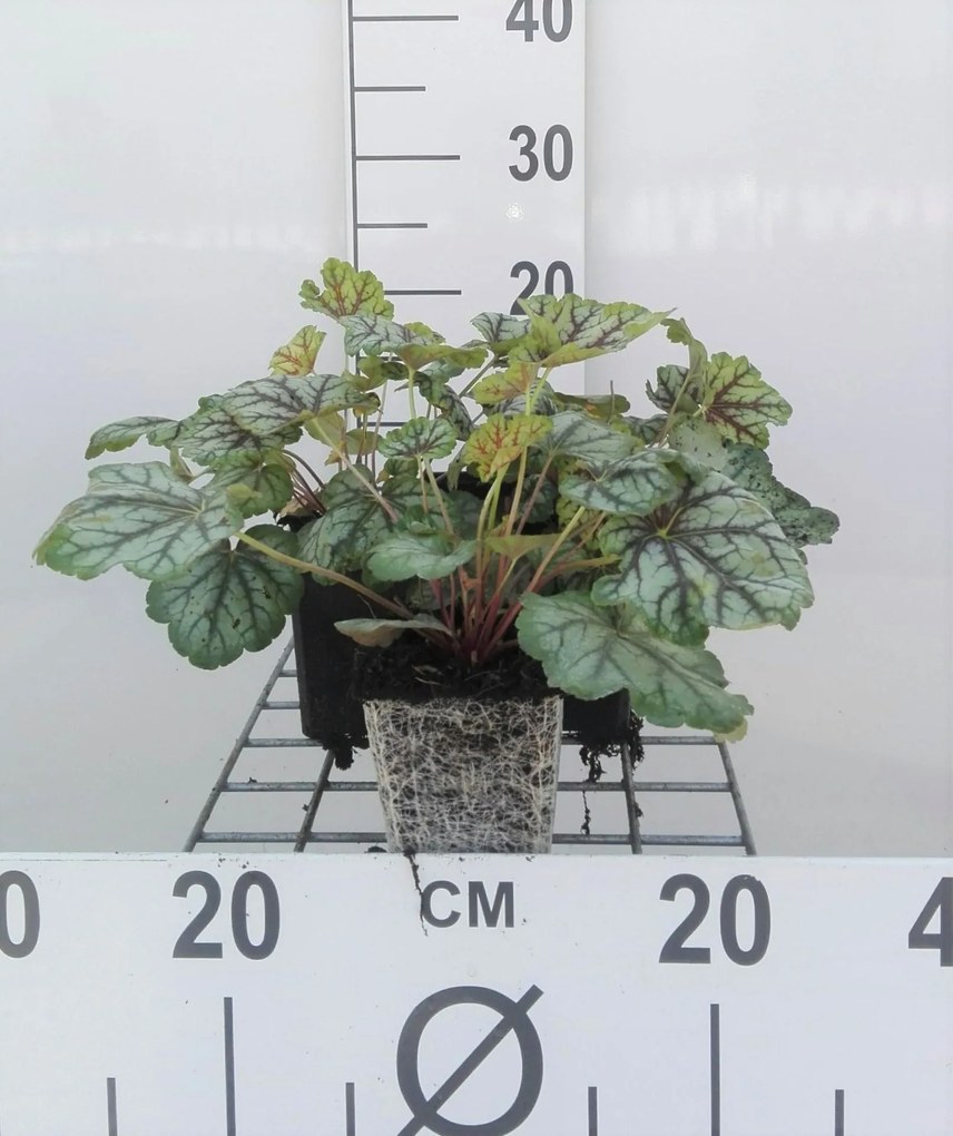 Heuchera 'Green Spice' - pot 9x9 cm