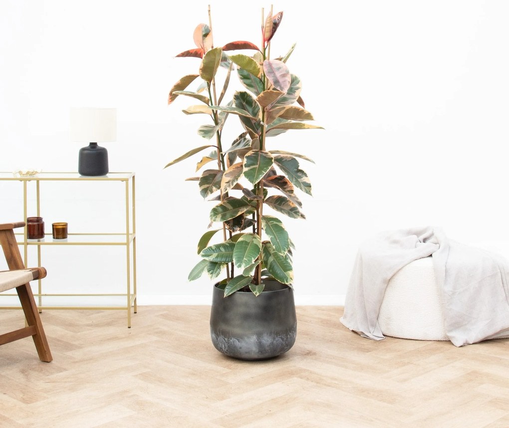 Ficus Belize struik - 140cm