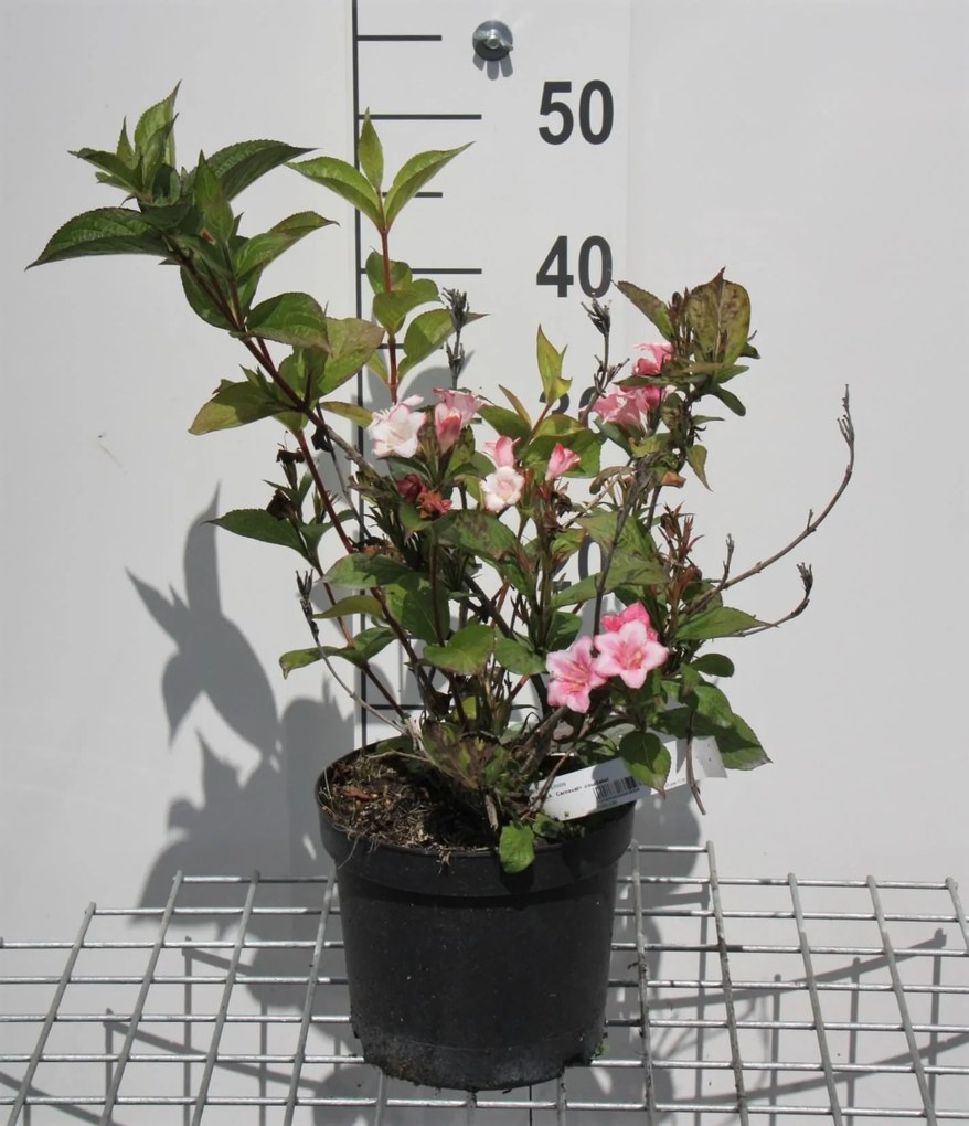 Weigela 'Courtalor' (Carnaval) - pot - 50-60 cm