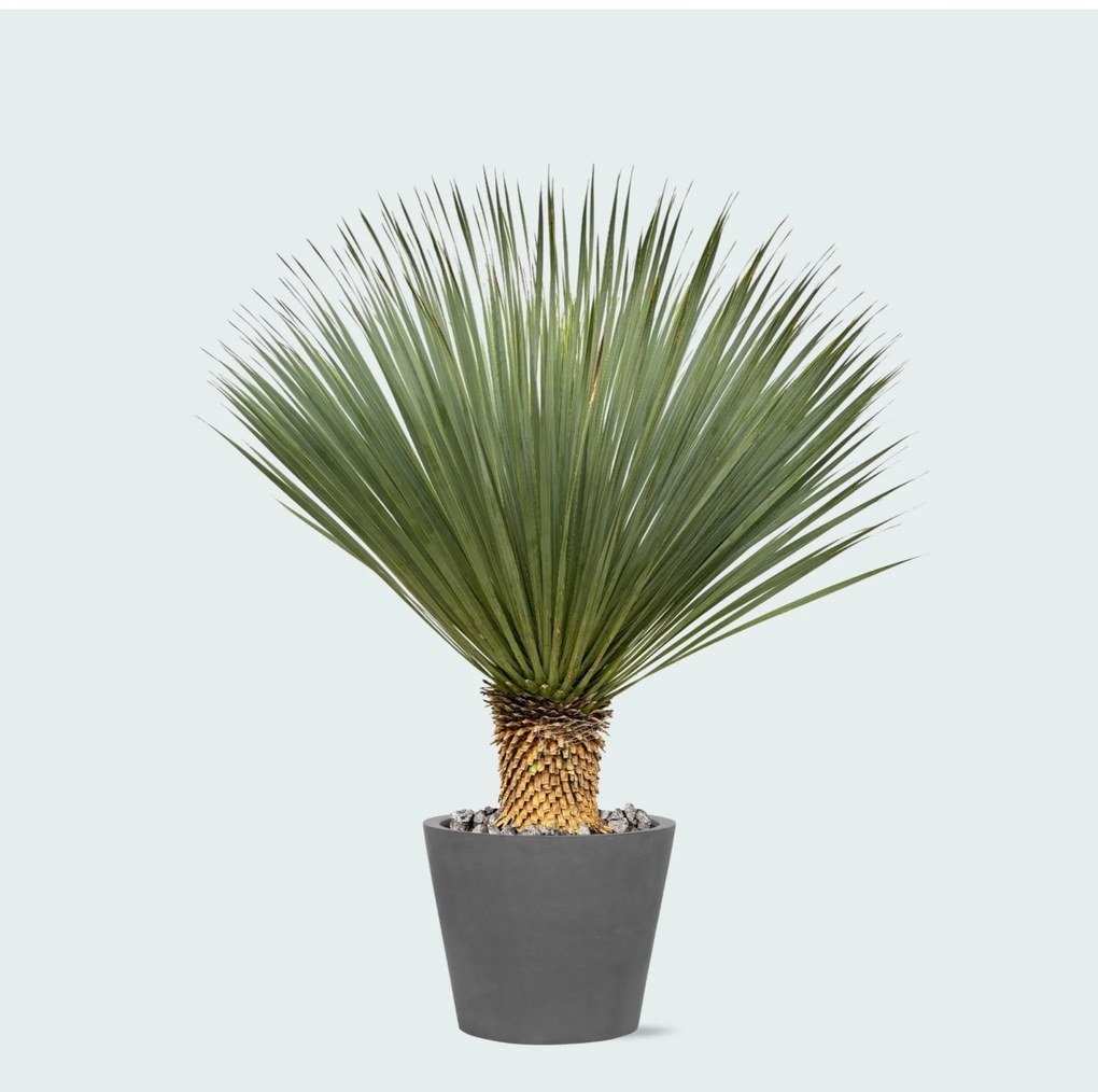 Combi deal - Yucca Rostrata op stam inclusief Bucket - 120 cm
