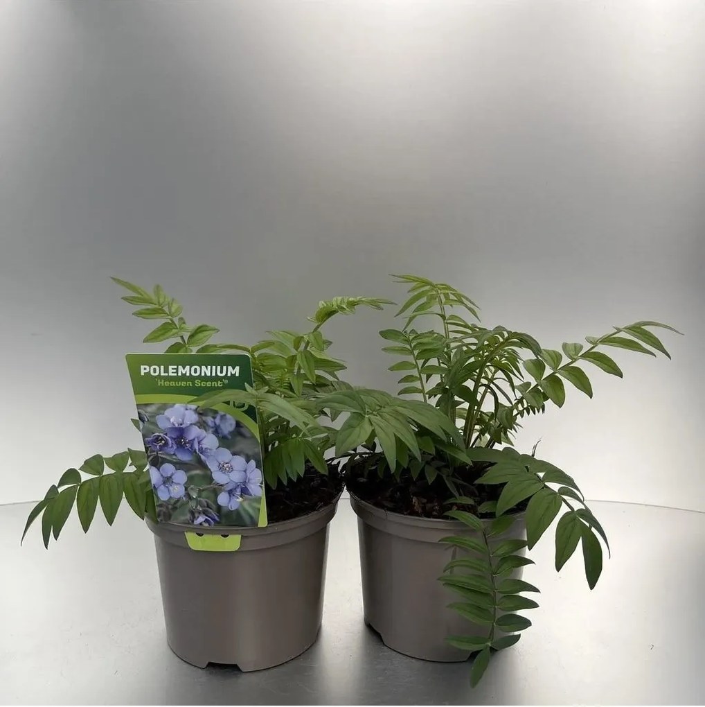 Polemonium 'Heaven Scent' - pot 9x9 cm