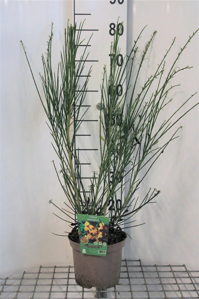 Cytisus 'Andreanus Splendens' - pot - 40-60 cm
