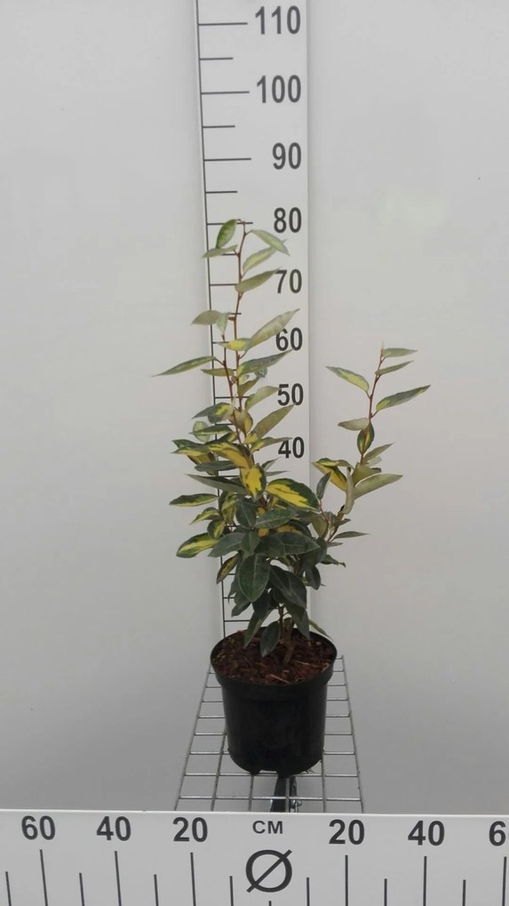 Elaeagnus x ebbingei 'Limelight' - pot - 30-40 cm -