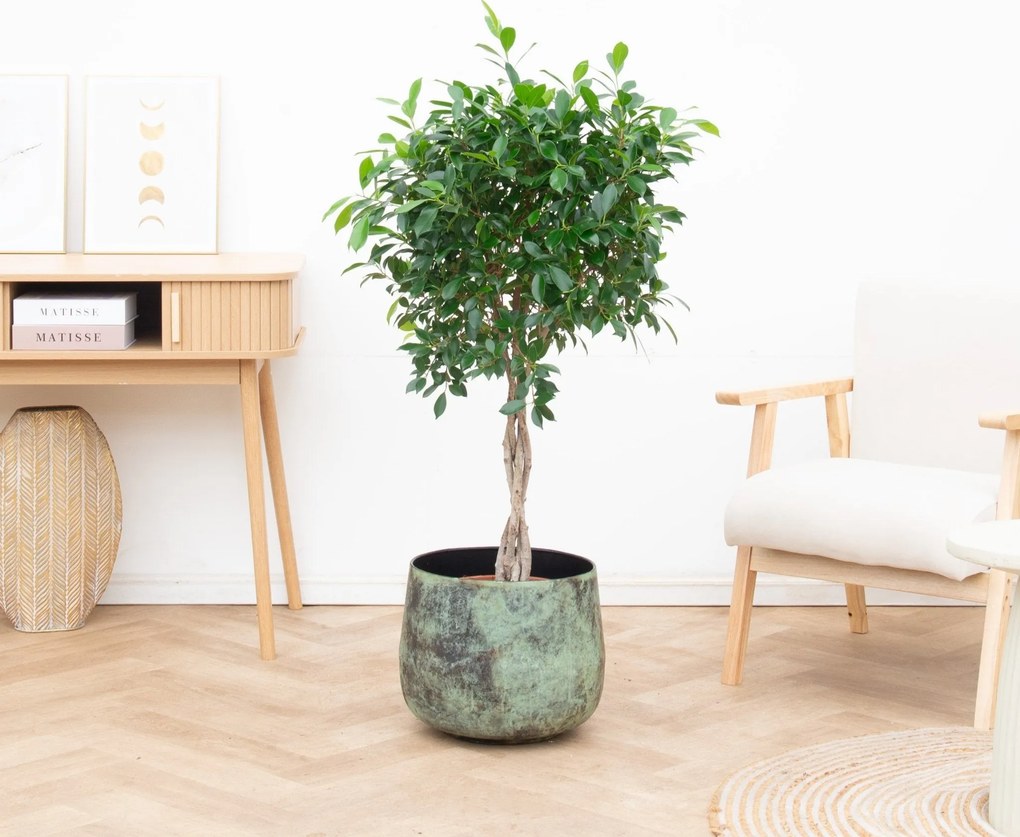 Ficus Nitida gevlochten stam - 120cm