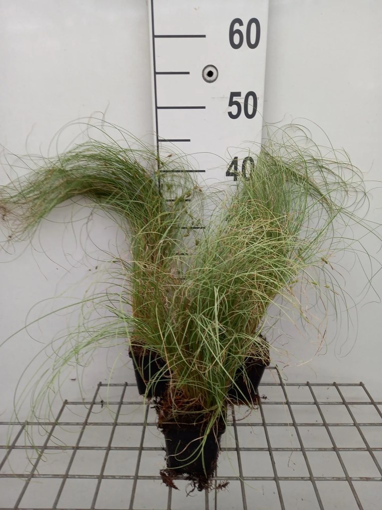 Carex comans 'Amazon Mist' (Amazon Mist Color Grass) - pot 9x9 cm