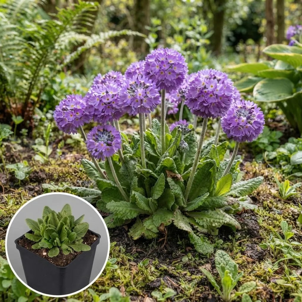 Primula denticulata - pot 9x9 cm
