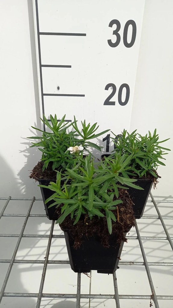 Achillea ptarmica 'Nana Compacta' - pot 9x9 cm