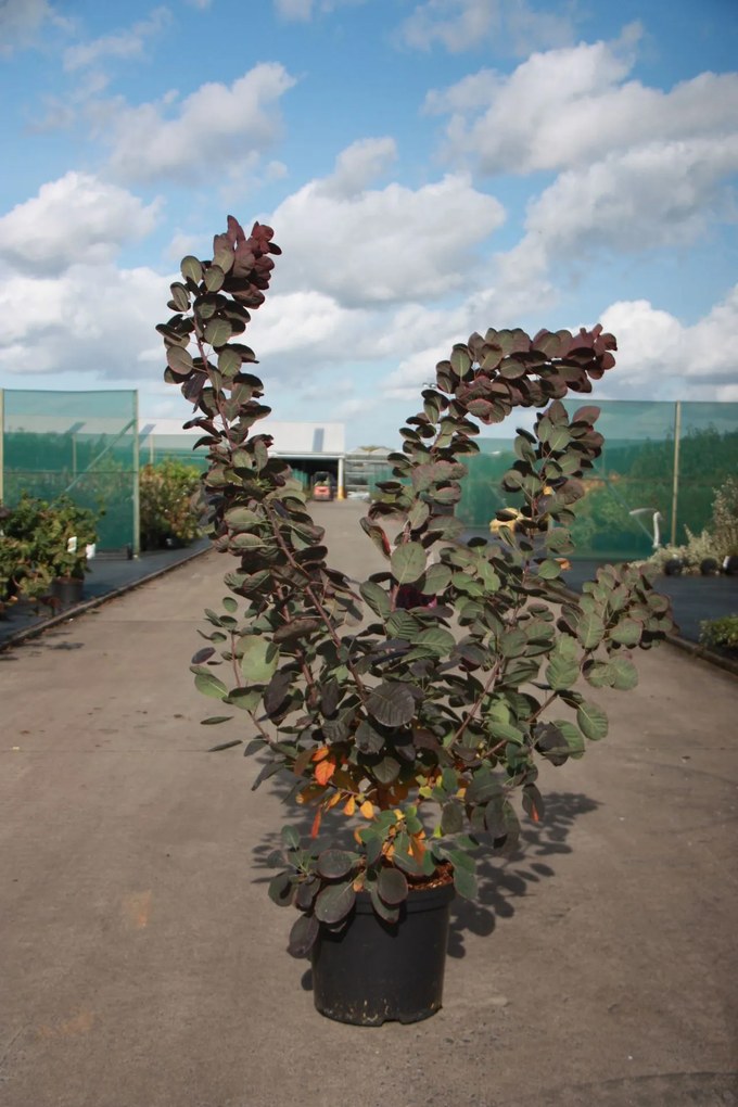 Cotinus coggygria 'Royal Purple' - pot 12L - 100-125 cm